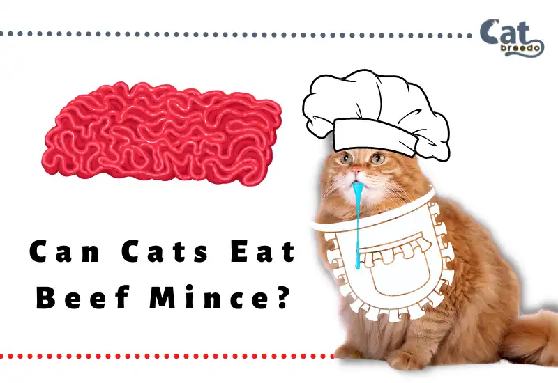 Can Cats Eat Beef Mince