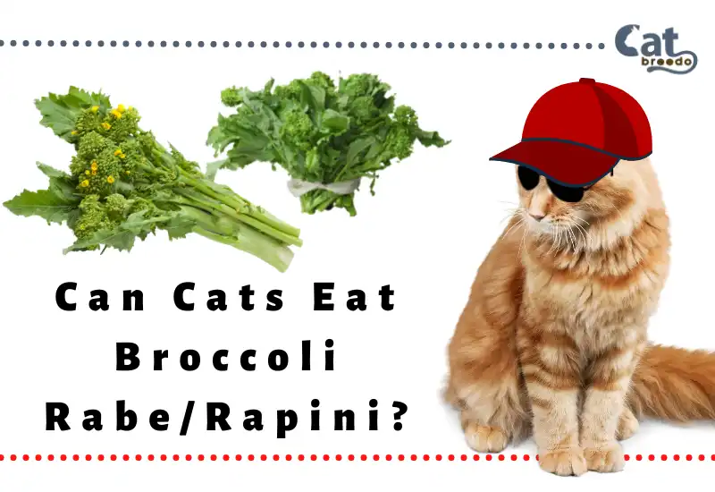 Can Cats Eat Broccoli Rabe