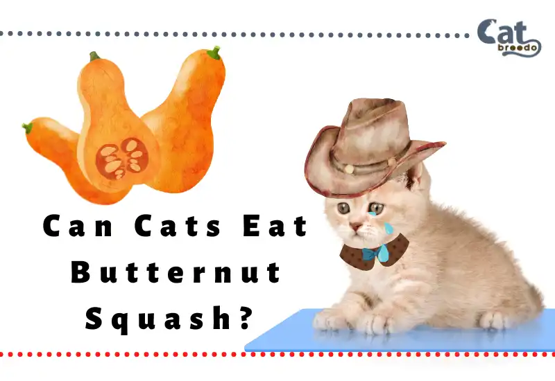 Can Cats Eat Butternut Squash