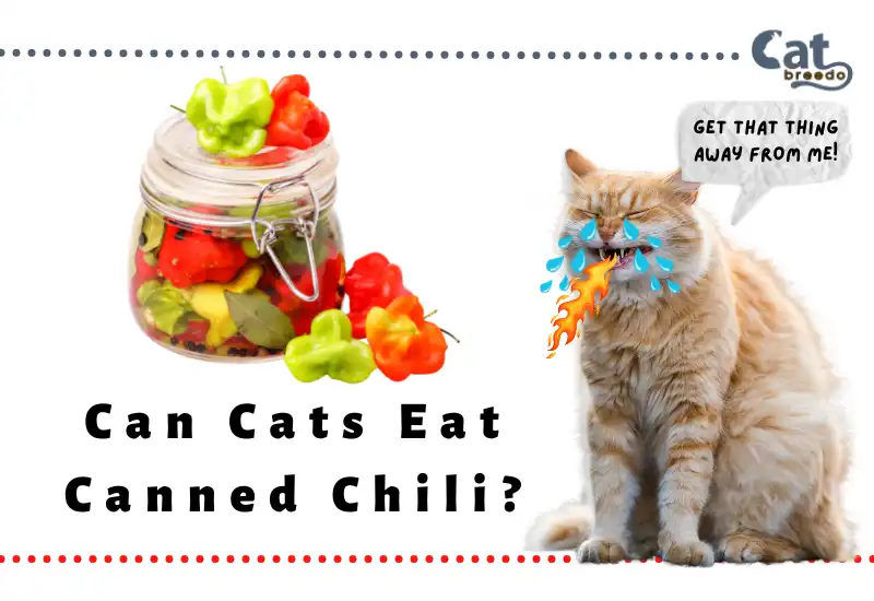 Can Cats Eat Canned Chili