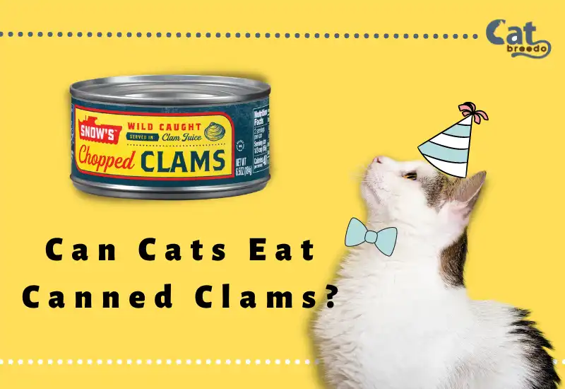 Can Cats Eat Canned Clams
