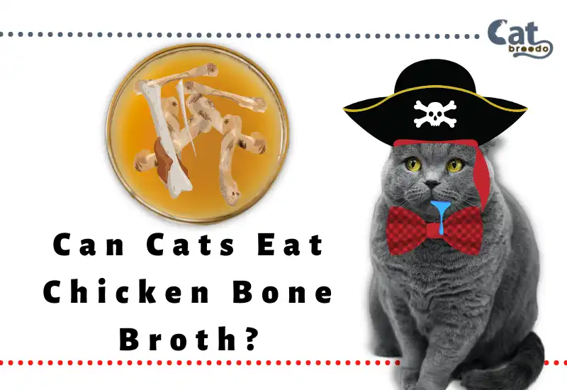Can Cats Eat Chicken Bone Broth