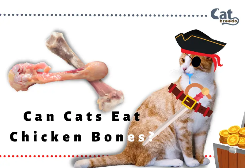 Can Cats Eat Chicken Bones