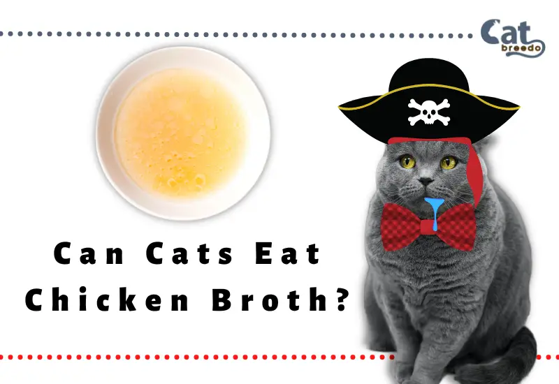 Can Cats Eat Chicken Broth