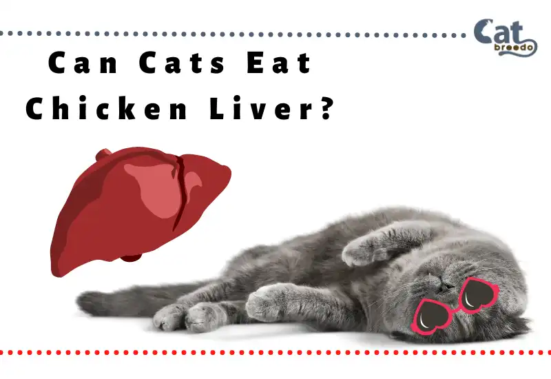 Can Cats Eat Chicken Liver