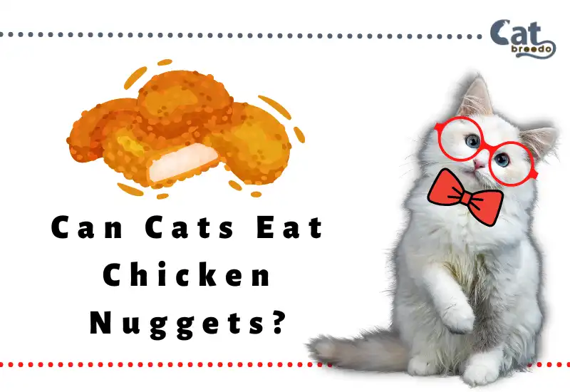 Can Cats Eat Chicken Nuggets
