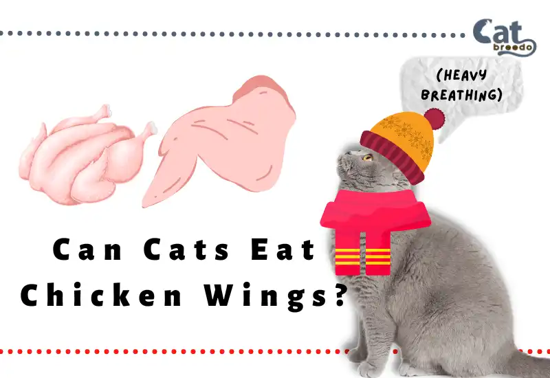 Can Cats Eat Chicken Wings