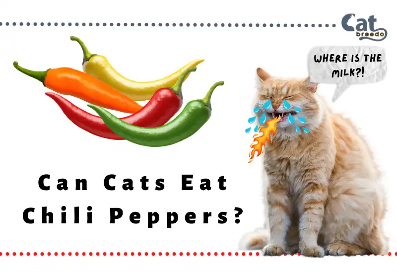 Can Cats Eat Chili Peppers