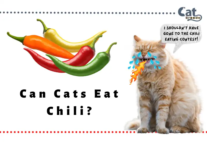 Can Cats Eat Chili