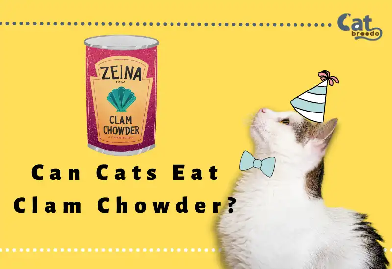 Can Cats Eat Clam Chowder