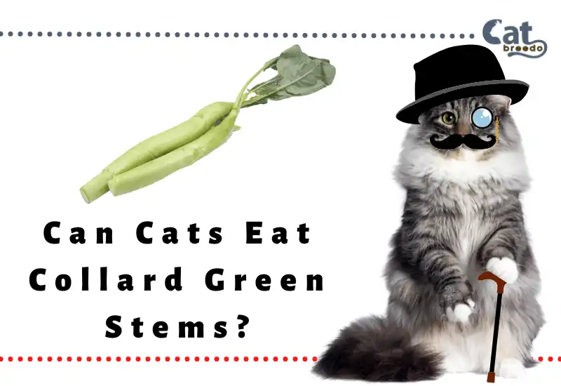 Can Cats Eat Collard Green Stems