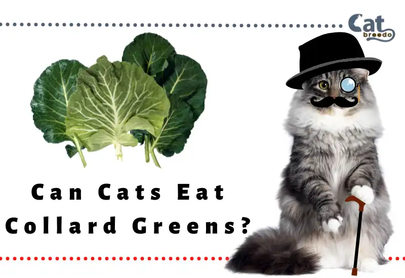 Can Cats Eat Collard Greens