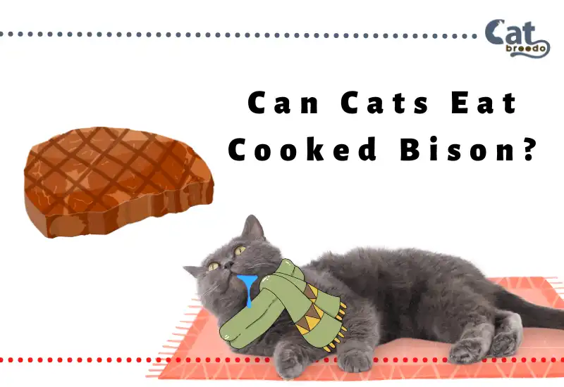 Can Cats Eat Cooked Bison
