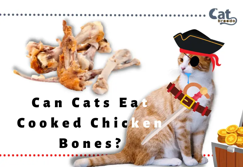 Can Cats Eat Cooked Chicken Bones