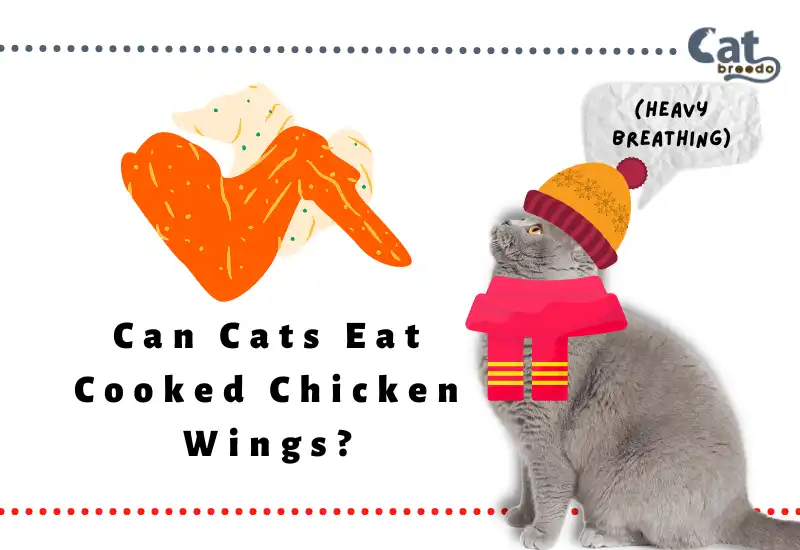 Can Cats Eat Cooked Chicken Wings