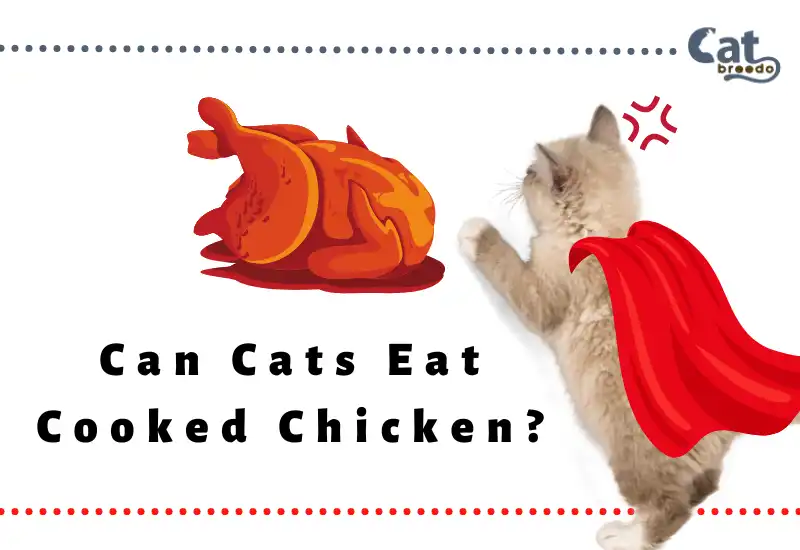 Can Cats Eat Cooked Chicken