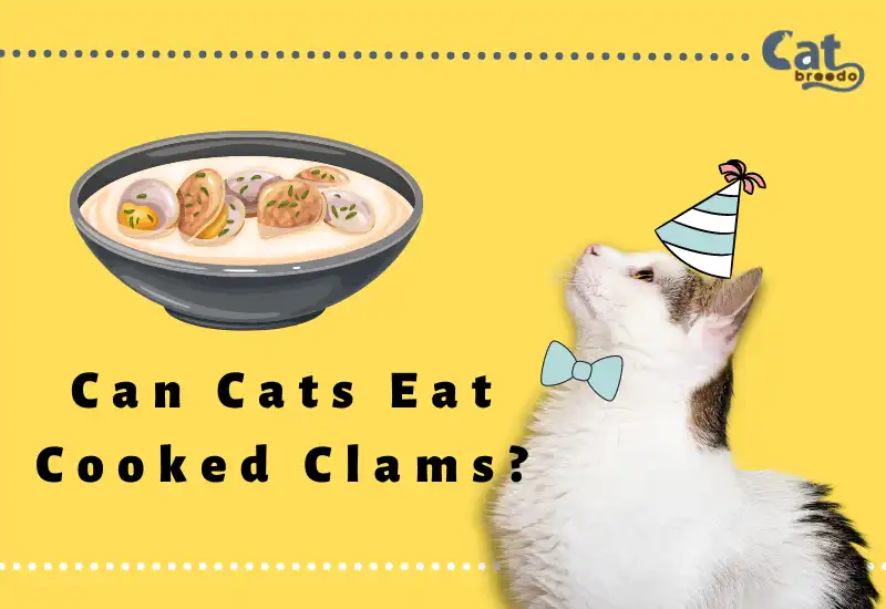 Can Cats Eat Cooked Clams