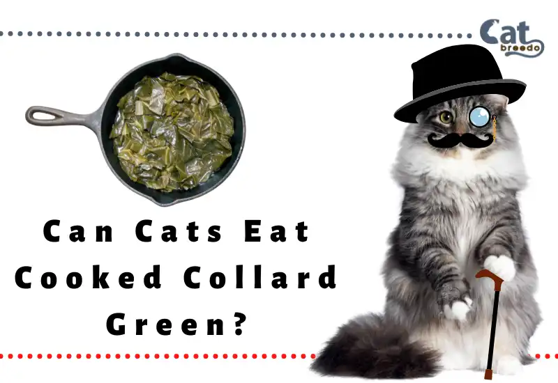 Can Cats Eat Cooked Collard Green