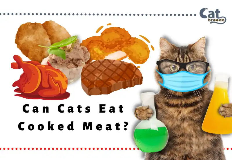 Can Cats Eat Cooked Meat