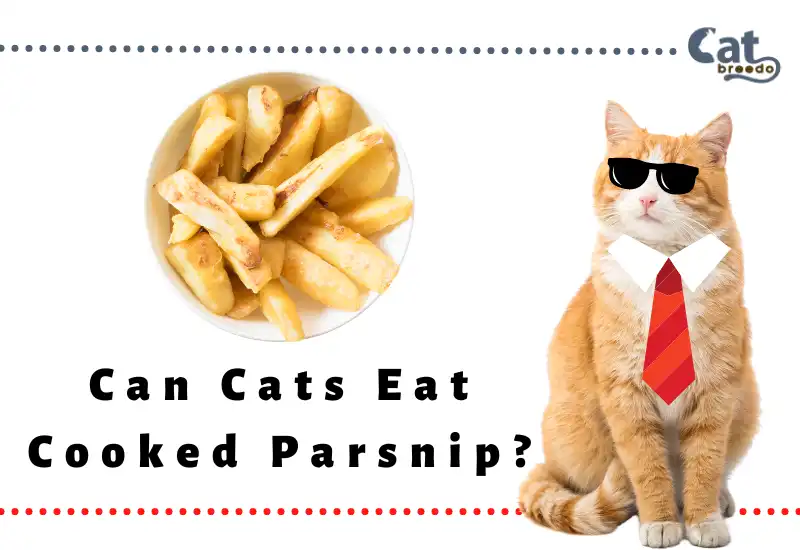 Can Cats Eat Cooked Parsnip