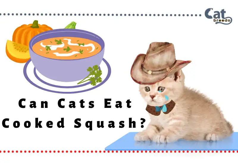 Can Cats Eat Cooked Squash