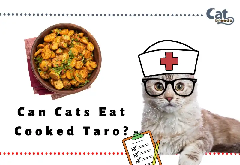 Can Cats Eat Cooked Taro