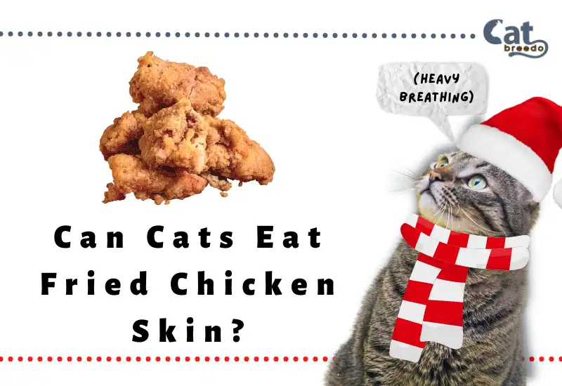 Can Cats Eat Fried Chicken Skin