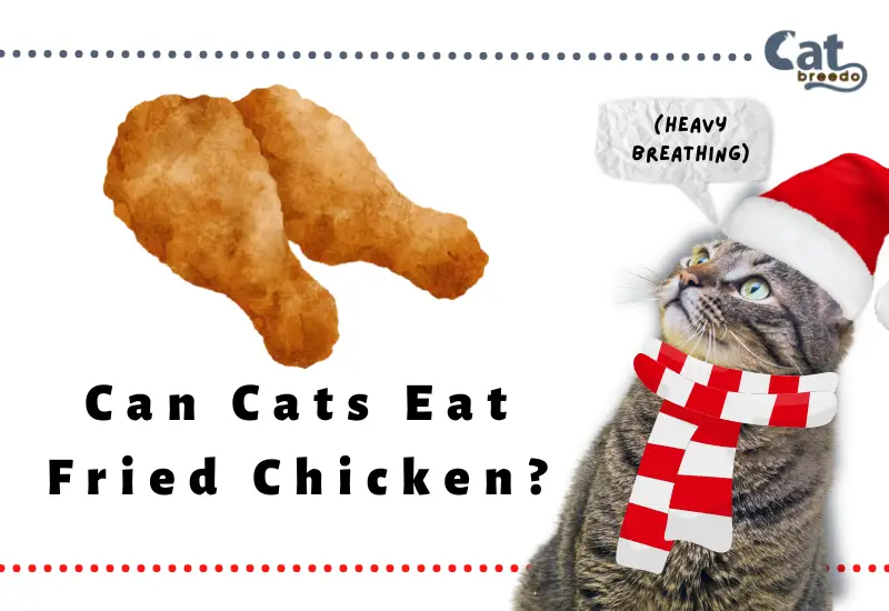 Can Cats Eat Fried Chicken