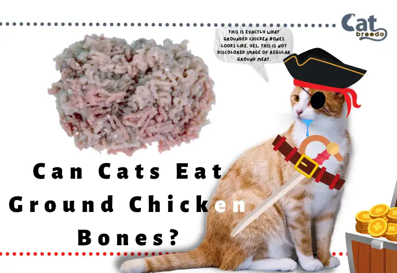 Can Cats Eat Ground Chicken Bones
