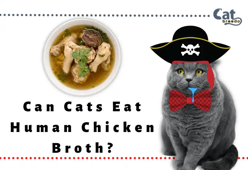 Can Cats Eat Human Chicken Broth