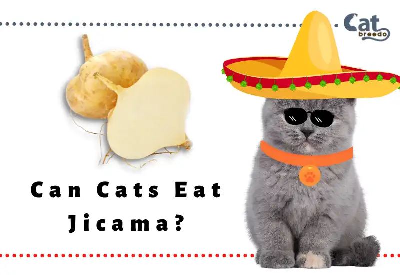 Can Cats Eat Jicama? Is Jicama Safe For Cats?