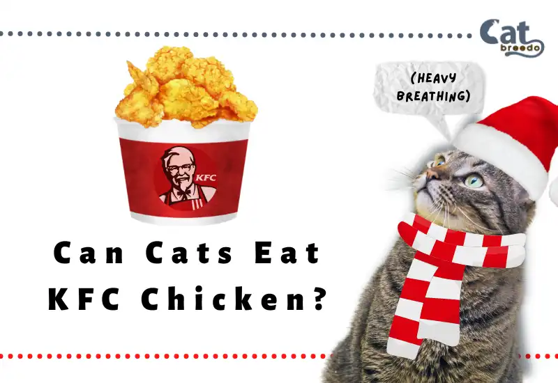 Can Cats Eat KFC Chicken