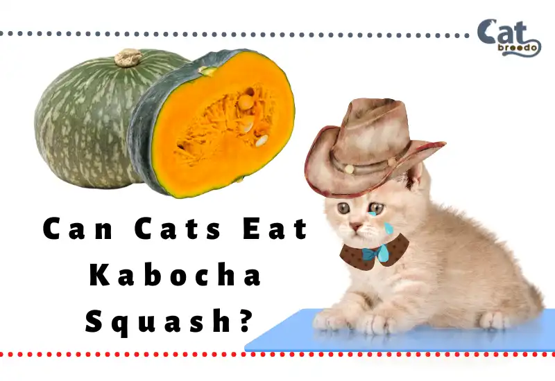 Can Cats Eat Kabocha Squash