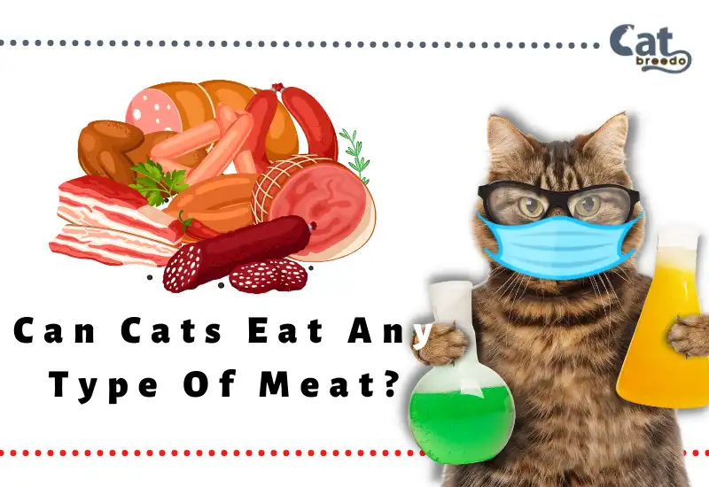 Can Cats Eat Any Type Of Meat