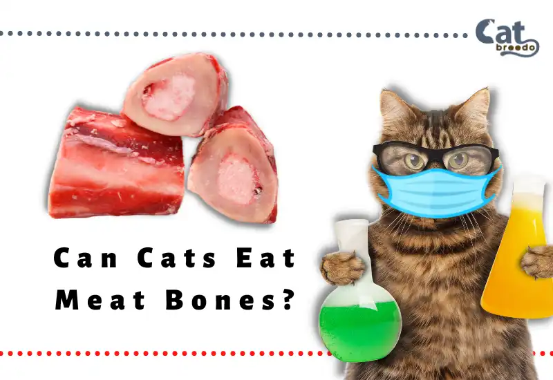 Can Cats Eat Meat Bones
