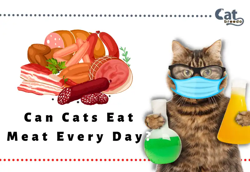 Can Cats Eat Meat Every Day
