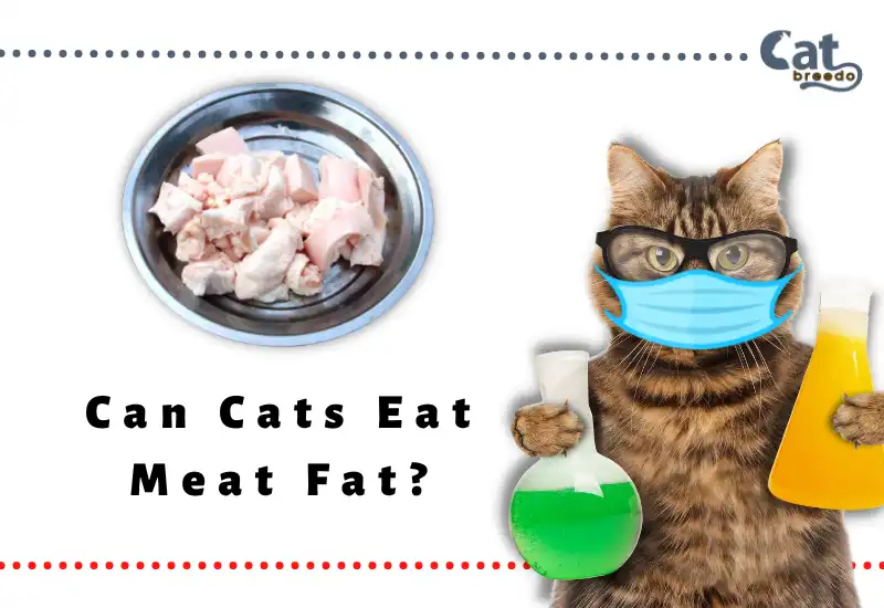 Can Cats Eat Meat Fat