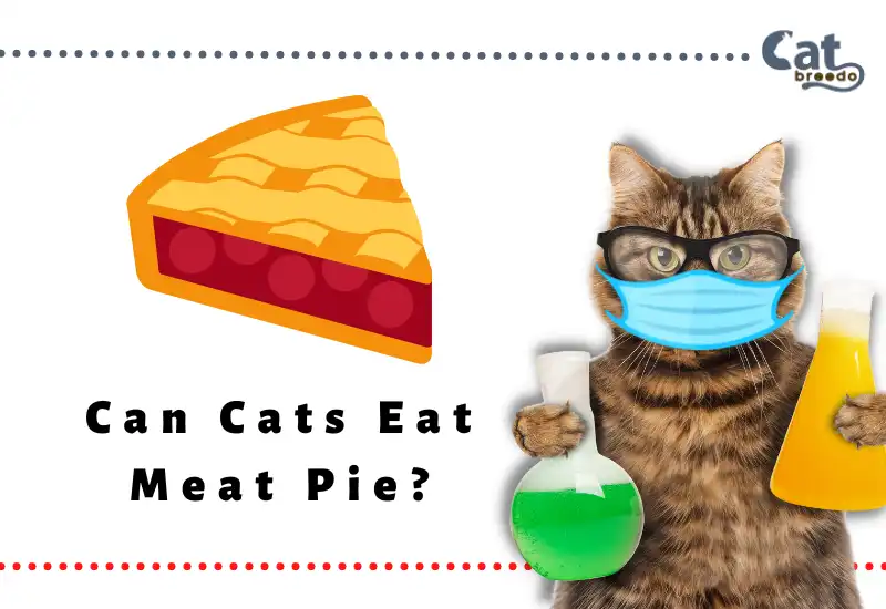 Can Cats Eat Meat Pie