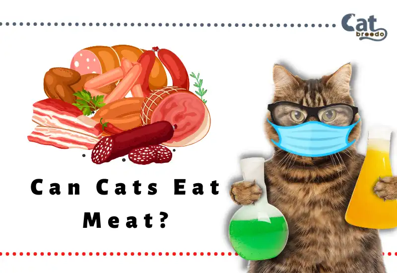 Can Cats Eat Meat