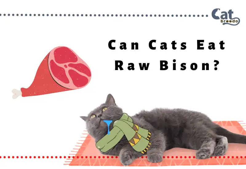 Can Cats Eat Raw Bison