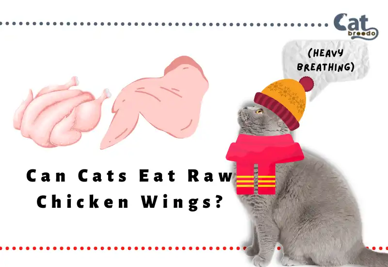 Can Cats Eat Raw Chicken Wings