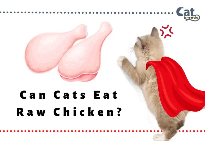 Can Cats Eat Raw Chicken