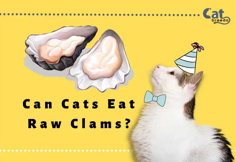 Can Cats Eat Raw Clams