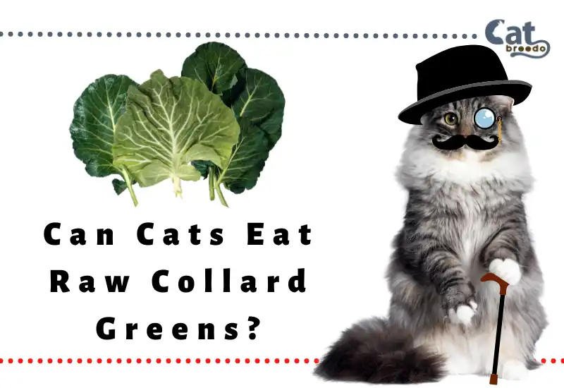 Can Cats Eat Raw Collard Greens