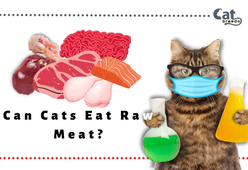 Can Cats Eat Raw Meat