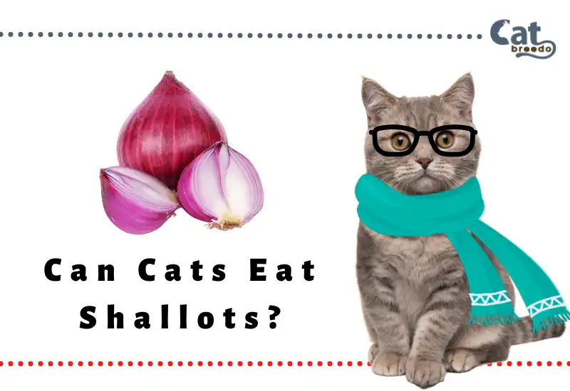 Can Cats Eat Shallots