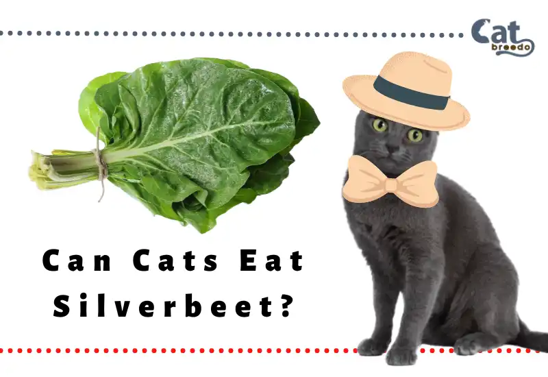 Can Cats Eat Silverbeet
