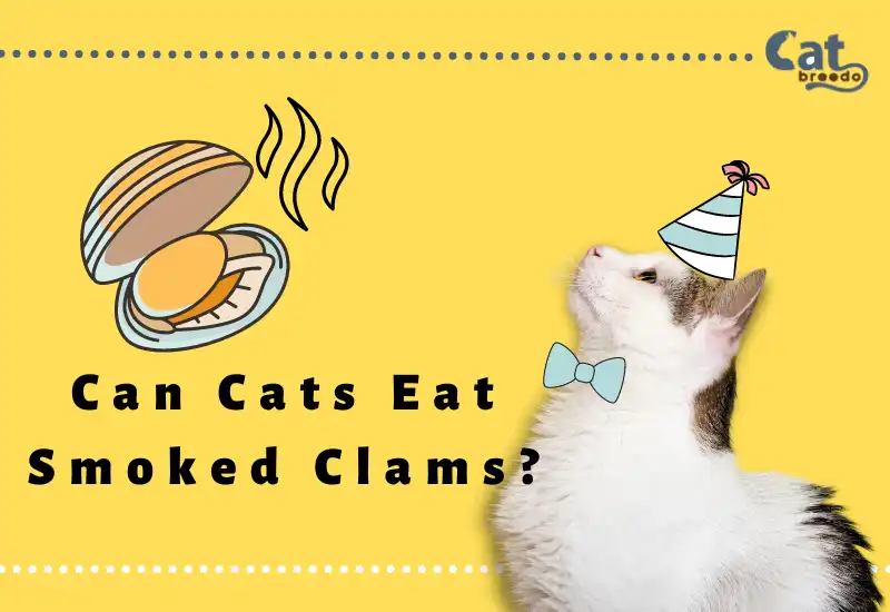 Can Cats Eat Smoked Clams