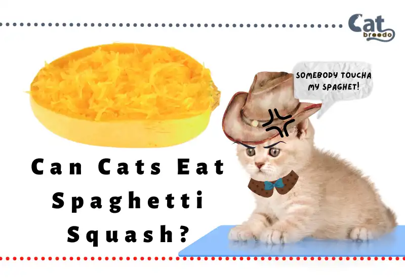 Can Cats Eat Spaghetti Squash