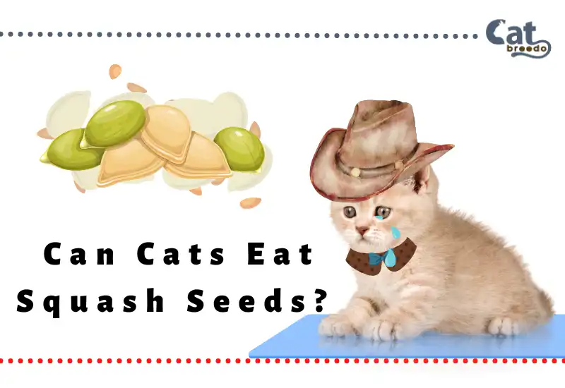 Can Cats Eat Squash Seeds